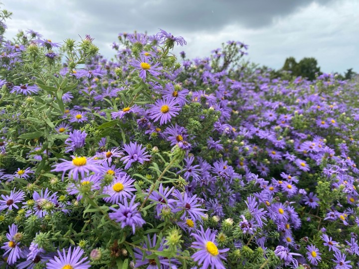 Aromatic Aster